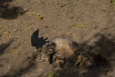Yarasa kanadı giymiş vahşi tekir kedi güneş ışığında ciddi bir bakışla poz veriyor. Vahşi güzellik ve fantezi kostümünün eğlenceli bir karışımı..