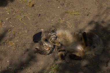 Yarasa kanadı giymiş vahşi tekir kedi güneş ışığında ciddi bir bakışla poz veriyor. Vahşi güzellik ve fantezi kostümünün eğlenceli bir karışımı..