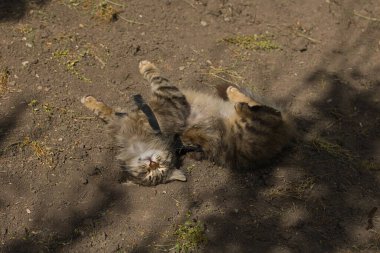 Şakacı bir tekir kedi suratında yaramaz bir ifadeyle yerde yuvarlanıyor. Güneş ışığı tüylü kürküne ve çarpıcı yeşil gözlerine vurgu yapıyor..