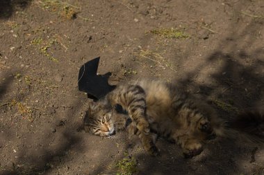 Yarasa kanadı giymiş vahşi tekir kedi güneş ışığında ciddi bir bakışla poz veriyor. Vahşi güzellik ve fantezi kostümünün eğlenceli bir karışımı..