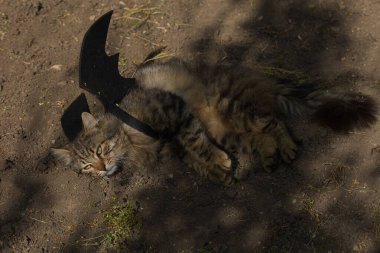 Yarasa kanadı giymiş vahşi tekir kedi güneş ışığında ciddi bir bakışla poz veriyor. Vahşi güzellik ve fantezi kostümünün eğlenceli bir karışımı..