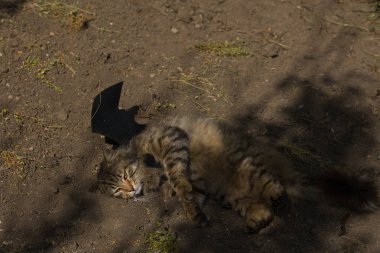 Yarasa kanadı giymiş vahşi tekir kedi güneş ışığında ciddi bir bakışla poz veriyor. Vahşi güzellik ve fantezi kostümünün eğlenceli bir karışımı..