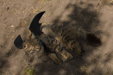 Yarasa kanadı giymiş vahşi tekir kedi güneş ışığında ciddi bir bakışla poz veriyor. Vahşi güzellik ve fantezi kostümünün eğlenceli bir karışımı..