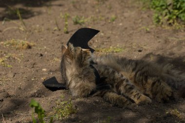 Yarasa kanadı giymiş vahşi tekir kedi güneş ışığında ciddi bir bakışla poz veriyor. Vahşi güzellik ve fantezi kostümünün eğlenceli bir karışımı..