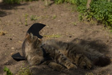 Yarasa kanadı giymiş vahşi tekir kedi güneş ışığında ciddi bir bakışla poz veriyor. Vahşi güzellik ve fantezi kostümünün eğlenceli bir karışımı..