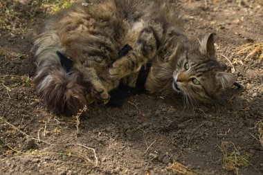 Şakacı bir tekir kedi suratında yaramaz bir ifadeyle yerde yuvarlanıyor. Güneş ışığı tüylü kürküne ve çarpıcı yeşil gözlerine vurgu yapıyor..