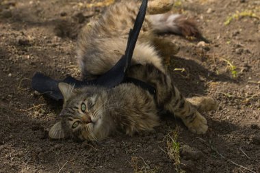 Yarasa kanadı giymiş vahşi tekir kedi güneş ışığında ciddi bir bakışla poz veriyor. Vahşi güzellik ve fantezi kostümünün eğlenceli bir karışımı..