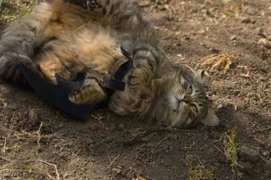 Yarasa kanadı giymiş vahşi tekir kedi güneş ışığında ciddi bir bakışla poz veriyor. Vahşi güzellik ve fantezi kostümünün eğlenceli bir karışımı..