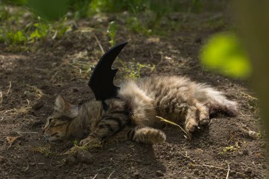 Yarasa kanadı giymiş vahşi tekir kedi güneş ışığında ciddi bir bakışla poz veriyor. Vahşi güzellik ve fantezi kostümünün eğlenceli bir karışımı..