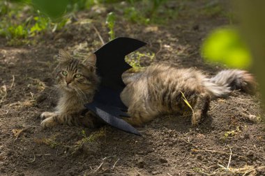 Yarasa kanadı giymiş vahşi tekir kedi güneş ışığında ciddi bir bakışla poz veriyor. Vahşi güzellik ve fantezi kostümünün eğlenceli bir karışımı..