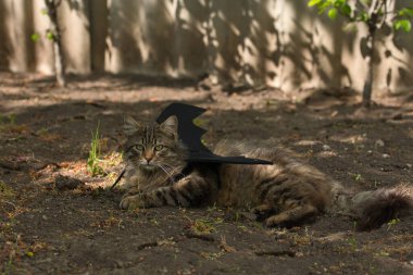 Yarasa kanadı giymiş vahşi tekir kedi güneş ışığında ciddi bir bakışla poz veriyor. Vahşi güzellik ve fantezi kostümünün eğlenceli bir karışımı..