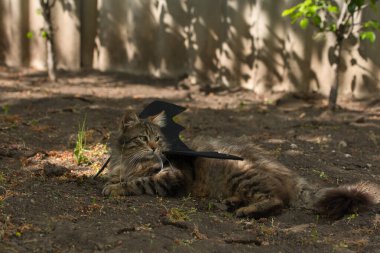 Yarasa kanadı giymiş vahşi tekir kedi güneş ışığında ciddi bir bakışla poz veriyor. Vahşi güzellik ve fantezi kostümünün eğlenceli bir karışımı..
