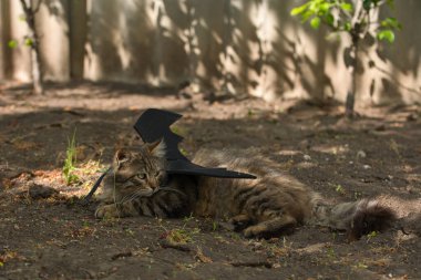 Yarasa kanadı giymiş vahşi tekir kedi güneş ışığında ciddi bir bakışla poz veriyor. Vahşi güzellik ve fantezi kostümünün eğlenceli bir karışımı..