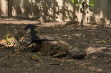 Yarasa kanadı giymiş vahşi tekir kedi güneş ışığında ciddi bir bakışla poz veriyor. Vahşi güzellik ve fantezi kostümünün eğlenceli bir karışımı..