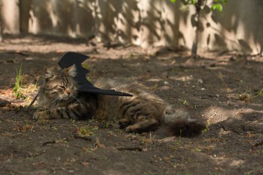 Yarasa kanadı giymiş vahşi tekir kedi güneş ışığında ciddi bir bakışla poz veriyor. Vahşi güzellik ve fantezi kostümünün eğlenceli bir karışımı..