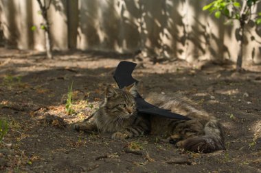 Yarasa kanadı giymiş vahşi tekir kedi güneş ışığında ciddi bir bakışla poz veriyor. Vahşi güzellik ve fantezi kostümünün eğlenceli bir karışımı..