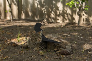 Yarasa kanadı giymiş vahşi tekir kedi güneş ışığında ciddi bir bakışla poz veriyor. Vahşi güzellik ve fantezi kostümünün eğlenceli bir karışımı..