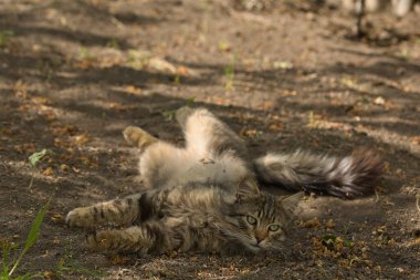 Şakacı bir tekir kedi suratında yaramaz bir ifadeyle yerde yuvarlanıyor. Güneş ışığı tüylü kürküne ve çarpıcı yeşil gözlerine vurgu yapıyor..