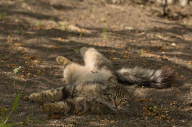 Şakacı bir tekir kedi suratında yaramaz bir ifadeyle yerde yuvarlanıyor. Güneş ışığı tüylü kürküne ve çarpıcı yeşil gözlerine vurgu yapıyor..
