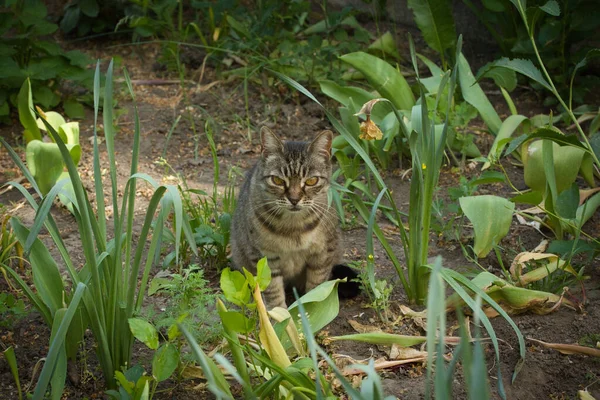 Güzel çizgili kedi çitin yakınındaki gölgede yürüyor, parlak büyük altın gözler.