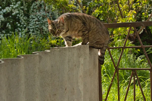 Güzel çizgili kedi çitin yakınındaki gölgede yürüyor, parlak büyük altın gözler.