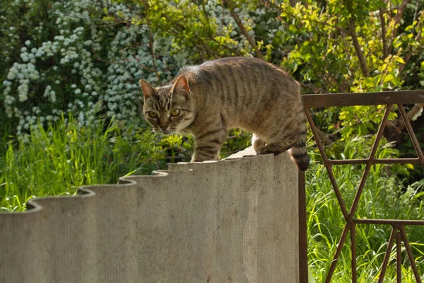 Güzel çizgili kedi çitin yakınındaki gölgede yürüyor, parlak büyük altın gözler.