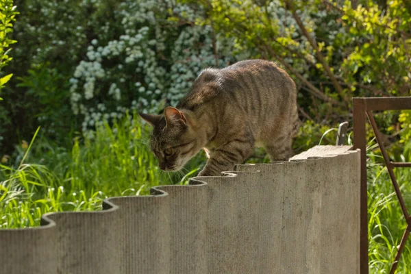 Güzel çizgili kedi çitin yakınındaki gölgede yürüyor, parlak büyük altın gözler.