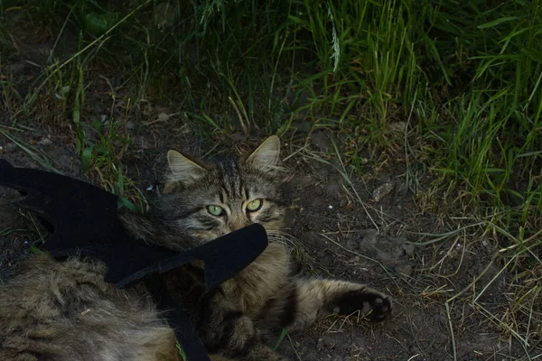 Yarasa kanadı giymiş vahşi tekir kedi güneş ışığında ciddi bir bakışla poz veriyor. Vahşi güzellik ve fantezi kostümünün eğlenceli bir karışımı..