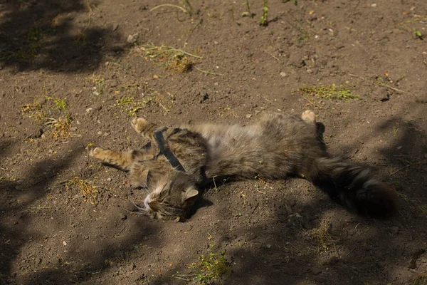 Şakacı bir tekir kedi suratında yaramaz bir ifadeyle yerde yuvarlanıyor. Güneş ışığı tüylü kürküne ve çarpıcı yeşil gözlerine vurgu yapıyor..