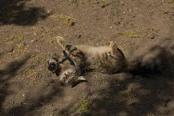 Şakacı bir tekir kedi suratında yaramaz bir ifadeyle yerde yuvarlanıyor. Güneş ışığı tüylü kürküne ve çarpıcı yeşil gözlerine vurgu yapıyor..