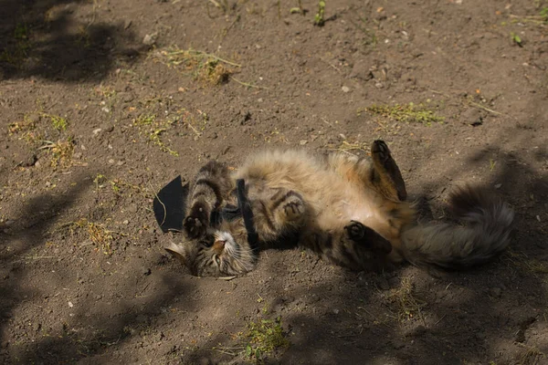 Yarasa kanadı giymiş vahşi tekir kedi güneş ışığında ciddi bir bakışla poz veriyor. Vahşi güzellik ve fantezi kostümünün eğlenceli bir karışımı..