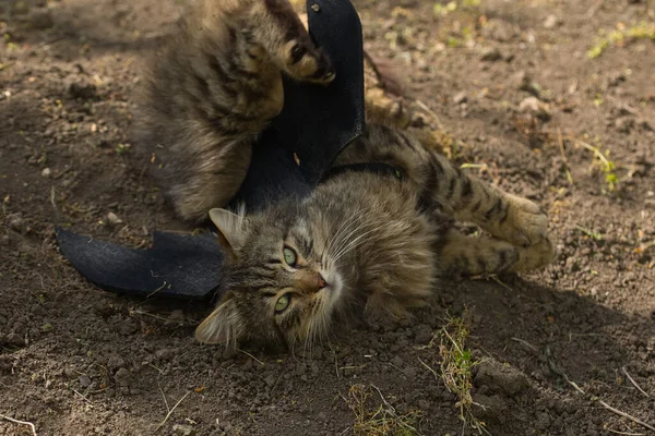 Yarasa kanadı giymiş vahşi tekir kedi güneş ışığında ciddi bir bakışla poz veriyor. Vahşi güzellik ve fantezi kostümünün eğlenceli bir karışımı..