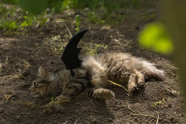 Yarasa kanadı giymiş vahşi tekir kedi güneş ışığında ciddi bir bakışla poz veriyor. Vahşi güzellik ve fantezi kostümünün eğlenceli bir karışımı..