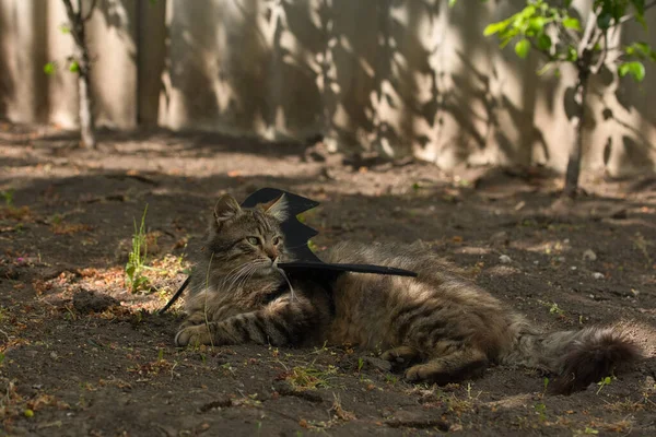 Yarasa kanadı giymiş vahşi tekir kedi güneş ışığında ciddi bir bakışla poz veriyor. Vahşi güzellik ve fantezi kostümünün eğlenceli bir karışımı..