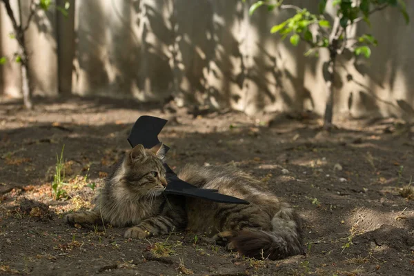 Yarasa kanadı giymiş vahşi tekir kedi güneş ışığında ciddi bir bakışla poz veriyor. Vahşi güzellik ve fantezi kostümünün eğlenceli bir karışımı..