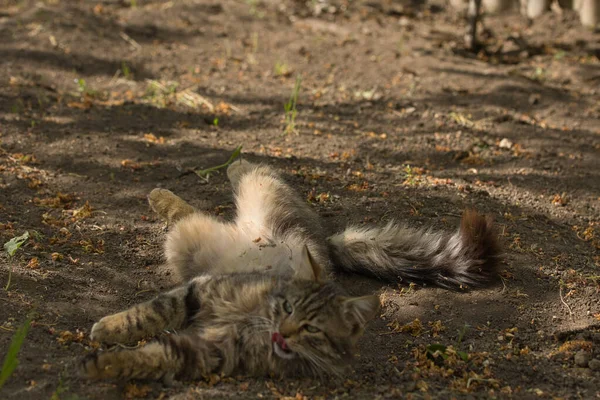 Şakacı bir tekir kedi suratında yaramaz bir ifadeyle yerde yuvarlanıyor. Güneş ışığı tüylü kürküne ve çarpıcı yeşil gözlerine vurgu yapıyor..
