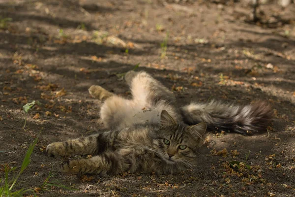 Şakacı bir tekir kedi suratında yaramaz bir ifadeyle yerde yuvarlanıyor. Güneş ışığı tüylü kürküne ve çarpıcı yeşil gözlerine vurgu yapıyor..