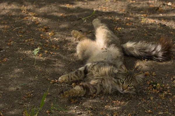 Şakacı bir tekir kedi suratında yaramaz bir ifadeyle yerde yuvarlanıyor. Güneş ışığı tüylü kürküne ve çarpıcı yeşil gözlerine vurgu yapıyor..