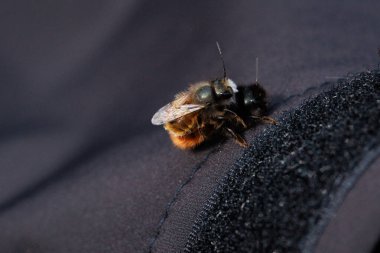 İki arı, tüylü vücutlarının ve hassas kanatlarının detaylarını gösteren samimi bir yakın çekim anında yakalanır. Makro çekim bu küçük polen taşıyıcıların güzelliğini ve karmaşıklığını vurgular..