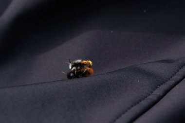 İki arı, tüylü vücutlarının ve hassas kanatlarının detaylarını gösteren samimi bir yakın çekim anında yakalanır. Makro çekim bu küçük polen taşıyıcıların güzelliğini ve karmaşıklığını vurgular..