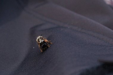 İki arı, tüylü vücutlarının ve hassas kanatlarının detaylarını gösteren samimi bir yakın çekim anında yakalanır. Makro çekim bu küçük polen taşıyıcıların güzelliğini ve karmaşıklığını vurgular..