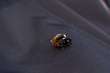 İki arı, tüylü vücutlarının ve hassas kanatlarının detaylarını gösteren samimi bir yakın çekim anında yakalanır. Makro çekim bu küçük polen taşıyıcıların güzelliğini ve karmaşıklığını vurgular..