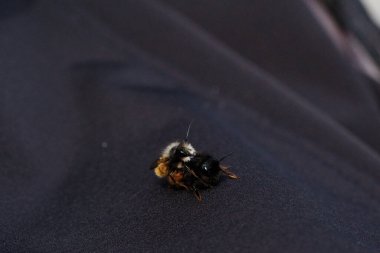 İki arı, tüylü vücutlarının ve hassas kanatlarının detaylarını gösteren samimi bir yakın çekim anında yakalanır. Makro çekim bu küçük polen taşıyıcıların güzelliğini ve karmaşıklığını vurgular..