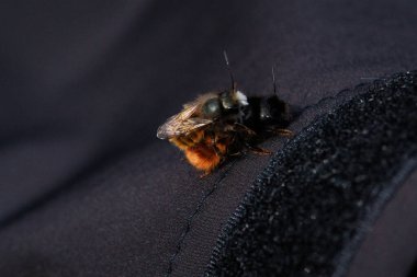 İki arı, tüylü vücutlarının ve hassas kanatlarının detaylarını gösteren samimi bir yakın çekim anında yakalanır. Makro çekim bu küçük polen taşıyıcıların güzelliğini ve karmaşıklığını vurgular..