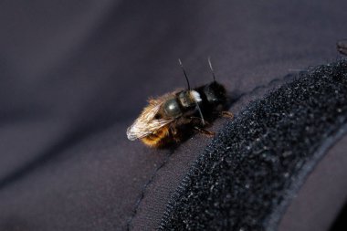 İki arı, tüylü vücutlarının ve hassas kanatlarının detaylarını gösteren samimi bir yakın çekim anında yakalanır. Makro çekim bu küçük polen taşıyıcıların güzelliğini ve karmaşıklığını vurgular..