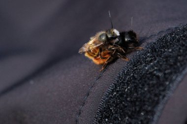 İki arı, tüylü vücutlarının ve hassas kanatlarının detaylarını gösteren samimi bir yakın çekim anında yakalanır. Makro çekim bu küçük polen taşıyıcıların güzelliğini ve karmaşıklığını vurgular..