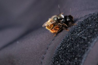 İki arı, tüylü vücutlarının ve hassas kanatlarının detaylarını gösteren samimi bir yakın çekim anında yakalanır. Makro çekim bu küçük polen taşıyıcıların güzelliğini ve karmaşıklığını vurgular..