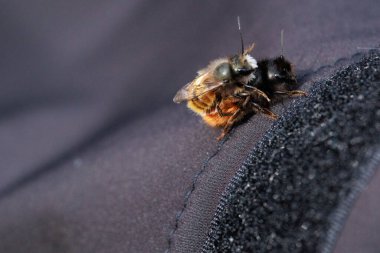 İki arı, tüylü vücutlarının ve hassas kanatlarının detaylarını gösteren samimi bir yakın çekim anında yakalanır. Makro çekim bu küçük polen taşıyıcıların güzelliğini ve karmaşıklığını vurgular..
