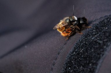 İki arı, tüylü vücutlarının ve hassas kanatlarının detaylarını gösteren samimi bir yakın çekim anında yakalanır. Makro çekim bu küçük polen taşıyıcıların güzelliğini ve karmaşıklığını vurgular..