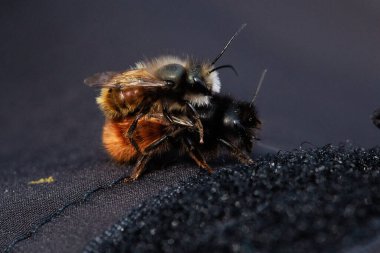 İki arı, tüylü vücutlarının ve hassas kanatlarının detaylarını gösteren samimi bir yakın çekim anında yakalanır. Makro çekim bu küçük polen taşıyıcıların güzelliğini ve karmaşıklığını vurgular..